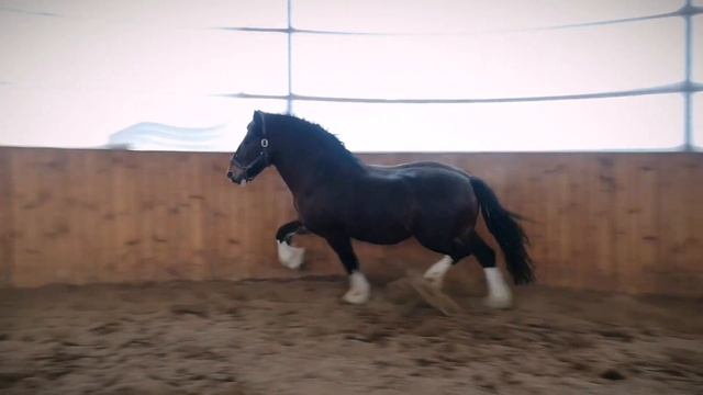 Жеребец производитель Ливан +79206244177 смотреть онлайн