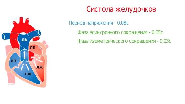 Сердечный цикл