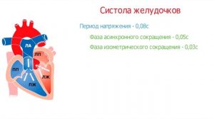 Сердечный цикл