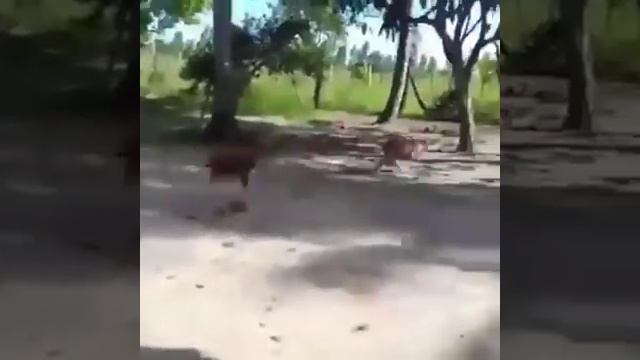 Петух дерётся с собакой!!! Смотреть всем_))) смотреть онлайн