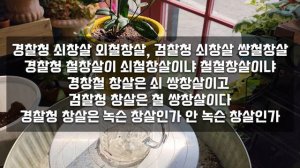 제라늄, 식집사 라디오, 멍밥풀의 댓글읽기 35편1부