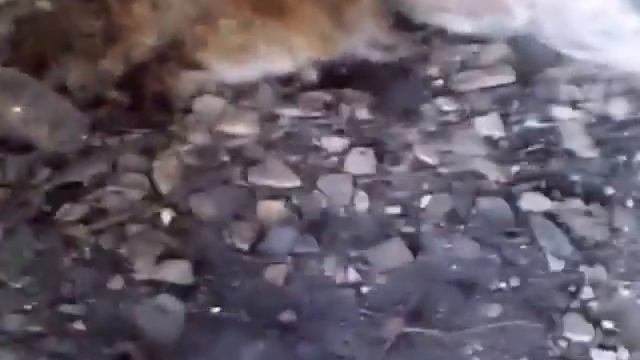 чупакабра в руденском районе