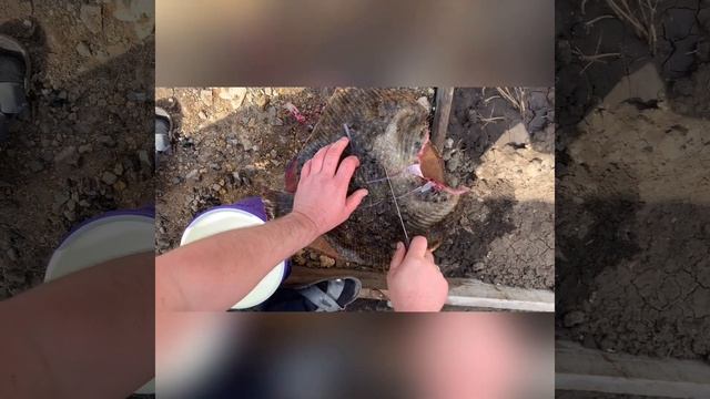 КАМБАЛА НА МАНГАЛЕ Как правильно разделать и жарить КАМБАЛУ
