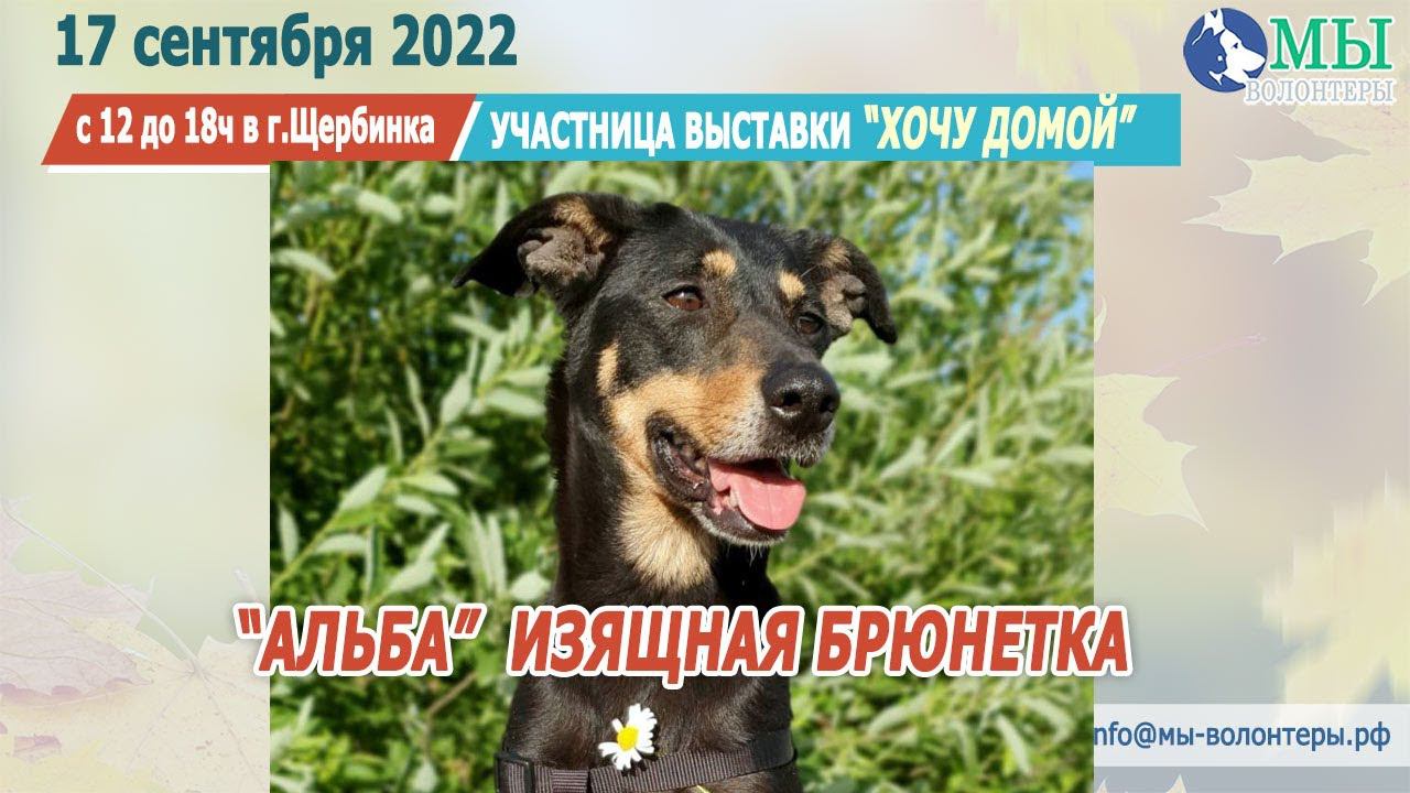 ❤️АЛЬБА, изящная УЧАСТНИЦА ВЫСТАВКИ "ХОЧУ ДОМОЙ" из приюта "Щербинка", на прогулке с опекуном Яной