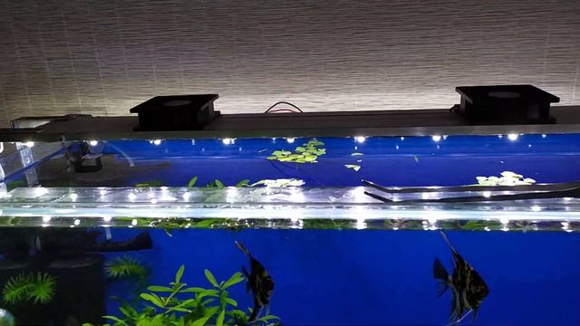 Стоит ли делать самодельное китайское освещение для травника