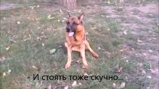 Собачникам Дюковского парка посвящается ( Майбах) смотреть онлайн