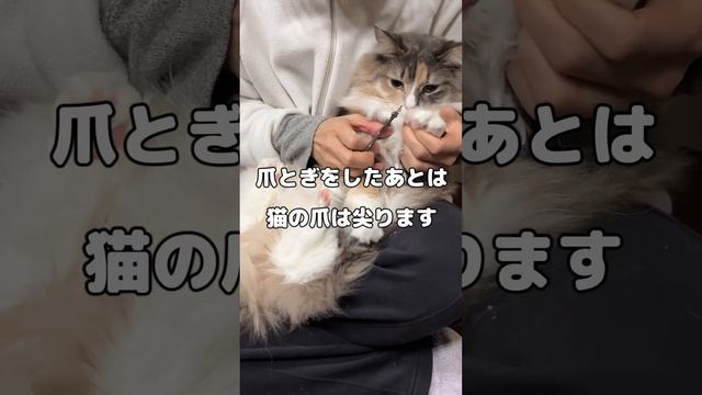 猫の爪を切らないでいると大変なことになりますよ　#ノルウェージャンフォレストキャット