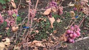 Отличный сорт винограда для хранения на зиму - Звёздные врата