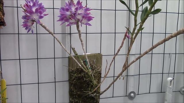 Dendrobium victoria reginae смотреть онлайн