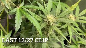 Auto Gelato 2 month update