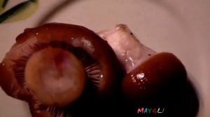 Ложные Маслята  Незнакомые грибы в лесу