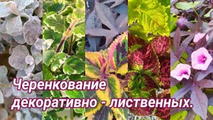 Черенкование. Декоративно - лиственные, алиссум, сцевола.