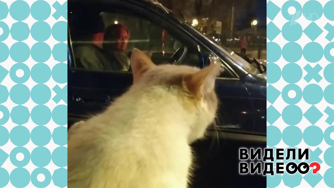 Кот попал в пробку и встретил своих сородичей. Видели видео? Фрагмент выпуска от 19.01.2020