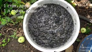Подкормка Клубники Во Время Цветения Золой Готовтесь к Большому Урожаю Клубники!