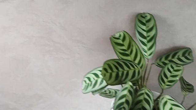 Маранты, ктенанты и калатеи.