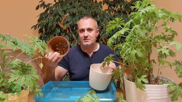 50. Grudnik, dlaczego nie kwitnie. Hydroponika dla początkujących. Podłoże typu „bigos”. смотреть онлайн