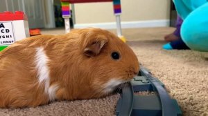 GAMES WITH A GUINEA PIG ?// игры с морской свинкой