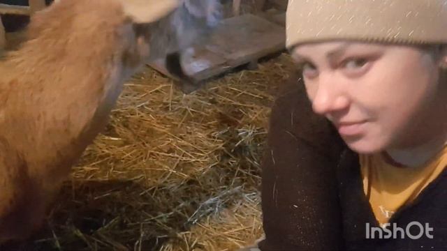 Утренняя управа.Что едят наши козы.Лежаки или глубокая подстилка?.Уборка каждый день!