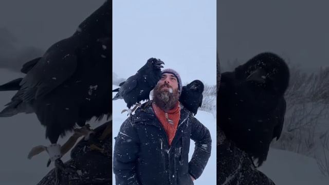 Говорящий ворон #animal #aboutbirds #воронгоша #birdtraining #ravenclaw #crow #ravens