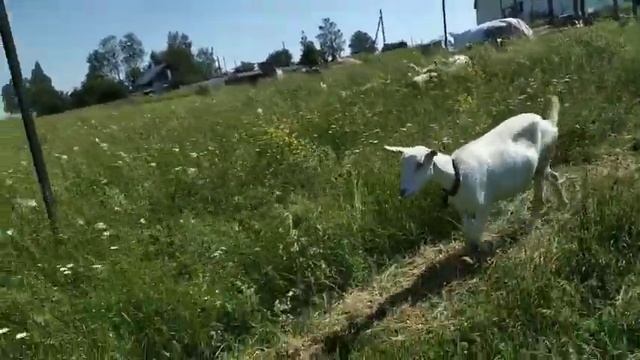 Телёнок.Яйца амерауканы. Одни козлы не идут, другие боятся. Аномальная жара, аномальные яйца. смотреть онлайн