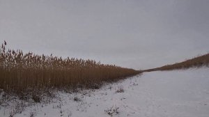 охота с гончими на шакала