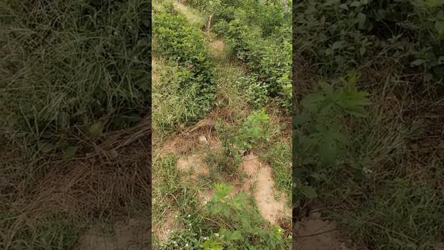 แบล็คเบอรี่ผลสีขาว Polar berry ในไทยแลนด์. смотреть онлайн