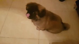 Хозяйка ругает собаку