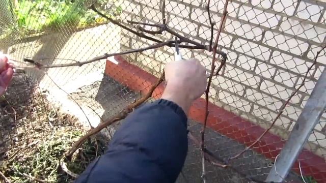 ??Весенняя обрезка винограда который секатора не видел. Обрезка винограда весной. смотреть онлайн