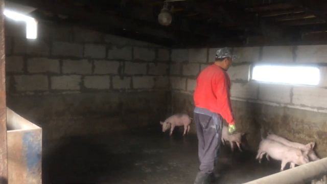 Поросёнок Богатырь 27 кг. Вес поросят в 2 месяца от рождения. Откорм свиней. Свиноводство. смотреть онлайн