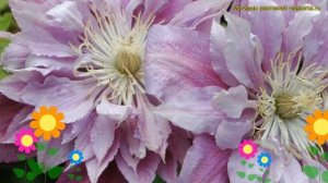 Клематис гибридный Рагамаффин. Краткий обзор, описание характеристик clematis Ragamuffin