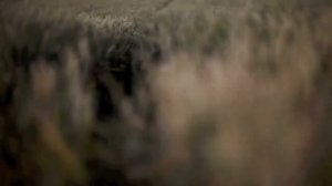 Хорошее утреннее настроение