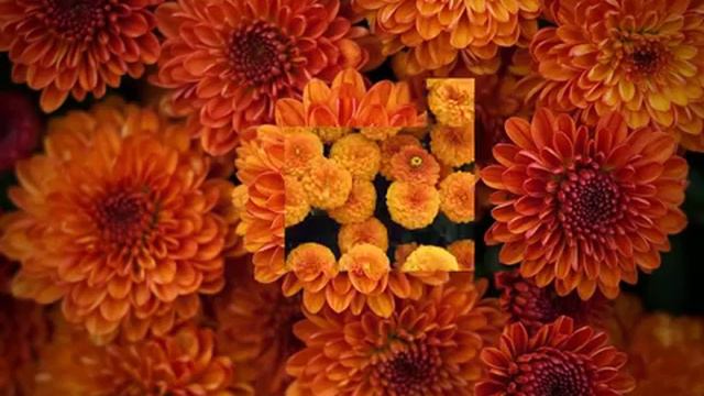 The scent of chrysanthemums by Alex Culcicovschi смотреть онлайн