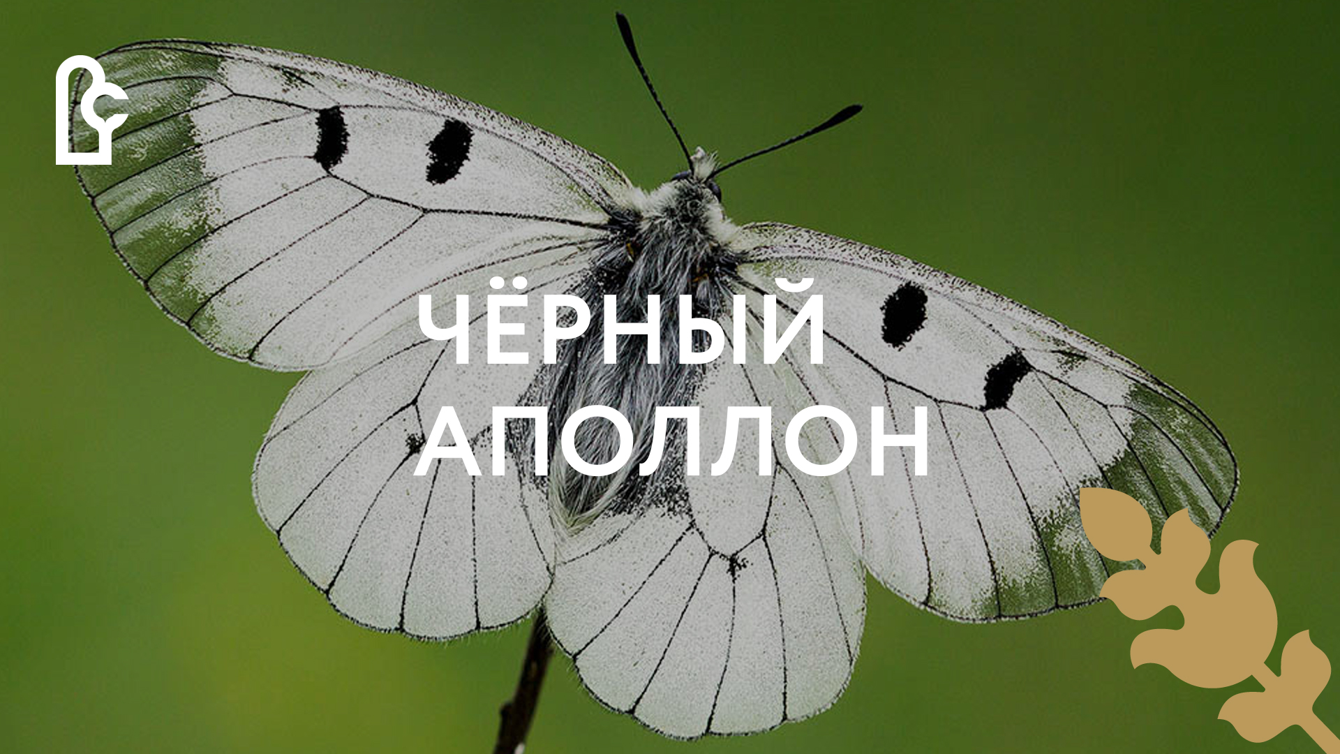Бабочка Мнемозина