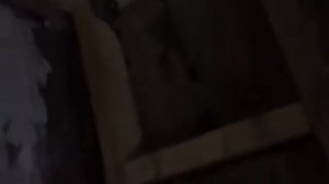 Мыши всё-таки живут в минеральной вате