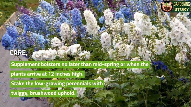 How To Grow Delphiniums Flowers | Delphiniums Planting & Caring смотреть онлайн