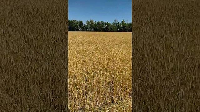 Полба настоящая- Спельта макродон. Ласковая мама смотреть онлайн