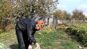 Черешня сорта Тютчевка – описание и характеристики