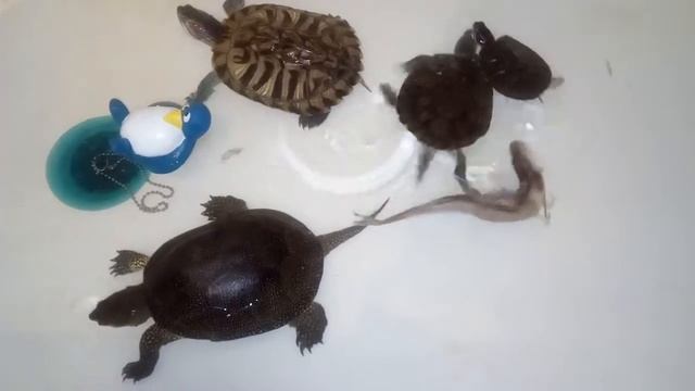 Кормление водных черепах