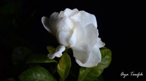 Flower Time-lapse (Gardenia)