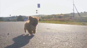 Молоссы. Какие породы в эту группу входят?