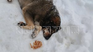 Варварский метод уничтожения бездомных животных применили в Мулино из-за отсутствия помощи со сторон
