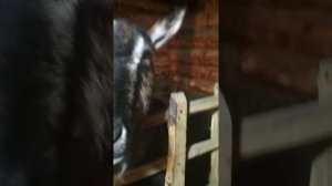 как назвать козочек