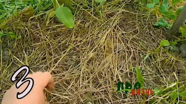 Зачем нужна мульча ? мульча угнетает сорняки !!