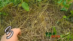 Зачем нужна мульча ? мульча угнетает сорняки !!