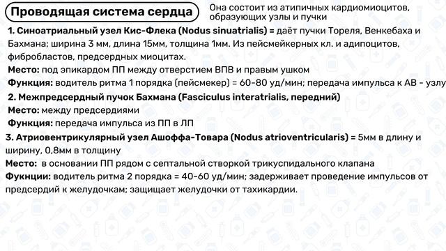 Проводящая система сердца: водители ритма, пучок Гиса, волокна Пуркинье / Физиология сердца
