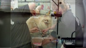 Уход  за щпиц.