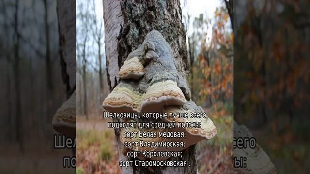Шелковица белая: выращивание и уход в средней полосе