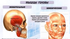 Урок 8 класс Классификация мышц человека.  Гиподинамия