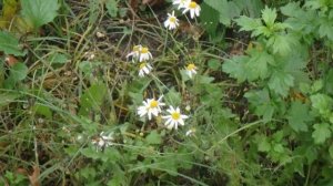 Ромашка в ноябре