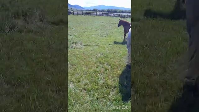 лошади идут домой смотреть онлайн